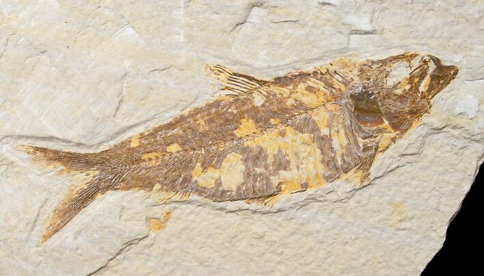 Bargain Knightia Fossil Fish - Wyoming #16456
